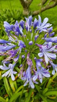 Violet flower Stock Photos