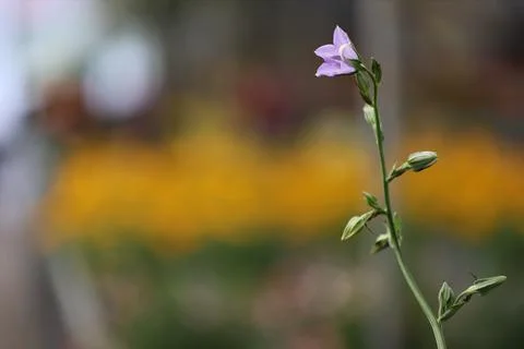 Violet Flower Stock Photos