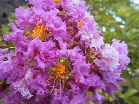 Violet flower Stock Photos