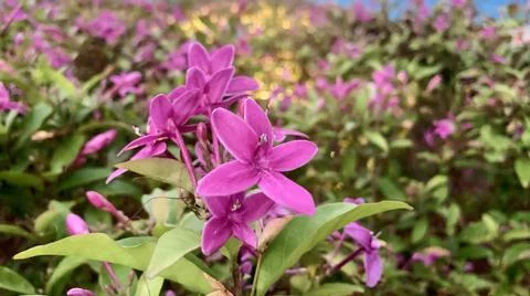 Violet flower Foto stock