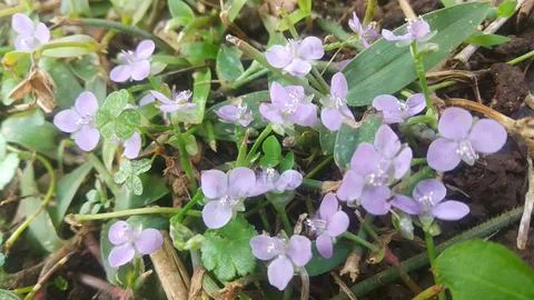Violet flower Stock Photos