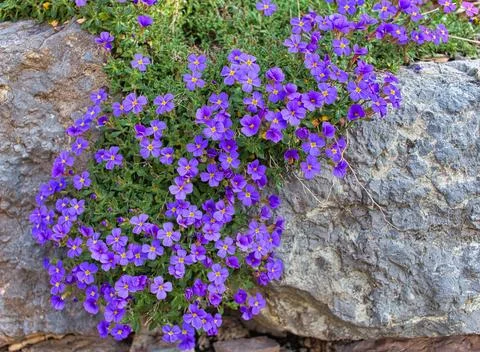 Violet flower Stock Photos