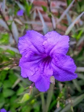 Violet Flower 库存照片