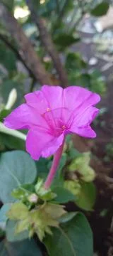 Violet flower Stock Photos