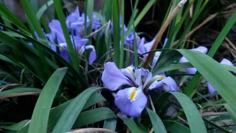 Violet flower plant 2 Video stock 138131012