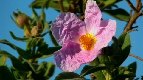 Violet flower with plants 库存影片 355668