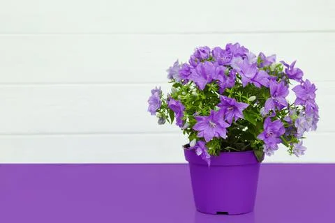 Violet flower in a pot on a violet table Фото