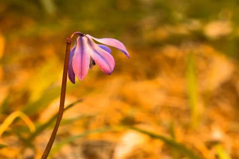 Violet flower in the rays of the sun. Stock Photos