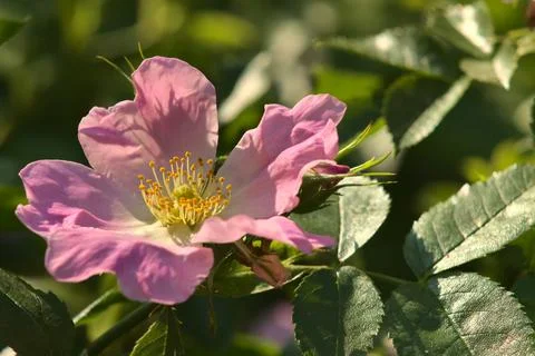 Violet flower in the rays of the sun. Stock Photos