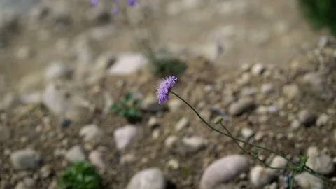 Violet flower on rocks Stock Footage 72929627