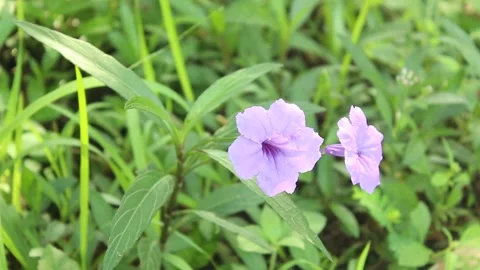 A violet flower sitting in the middle of a field of green grass Stock Footage 285760550