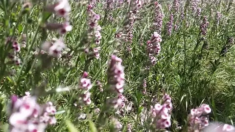 Violet flower on slow mo Video stock 240933510