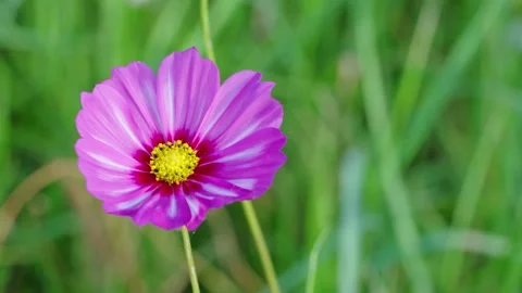 Violet Flower In Soft Light Video stock 232404090