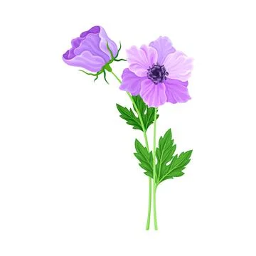 Violet Flower on Stem or Stalk as Meadow or Field Plant Vector Illustration Ilustración de archivo