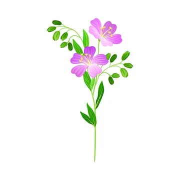 Violet Flower on Stem or Stalk as Meadow or Field Plant Vector Illustration Ilustración de archivo