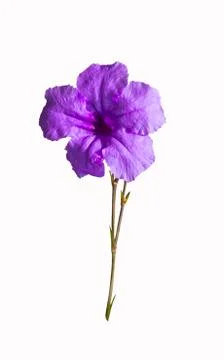 Violet flower with stem Stock Photos