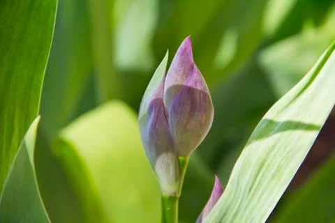 Violet flower in summer Stock-Fotos