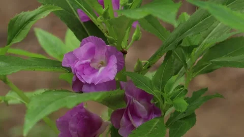 Violet flower swaying by the wind Stock Footage 134841112