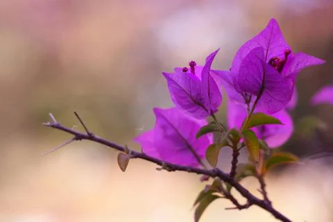 Violet flower from tree Stock Photos