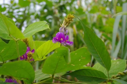 Violet flower under the tree of forest Stock Photos
