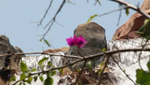 Violet flower with waterfall in background #2 動画素材 6877362