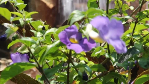 Violet flower with waterfall in background Stock Footage 6874511