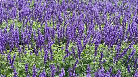 Violet flower1 Stock Footage 325636178