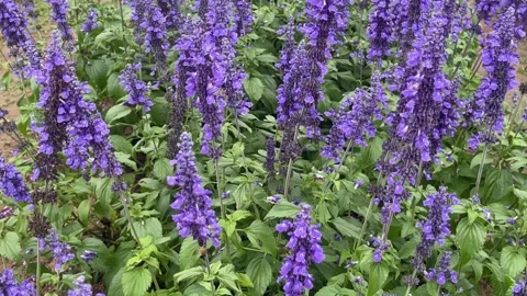 Violet flower5 Stock Footage 325636179