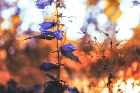 Violet flowers on abstract background Stock Photos