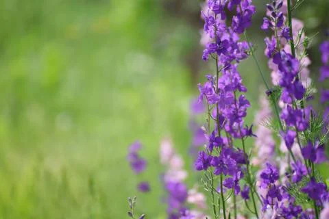 Violet flowers background Stock-Fotos