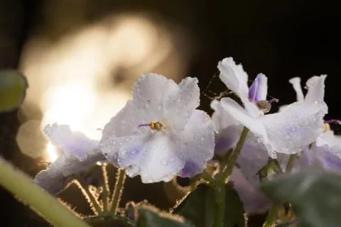 Violet flowers background Stock Photos