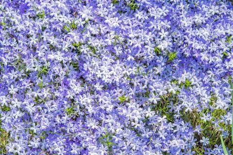 Violet flowers background. tiny blossom violet flowers. Stock Photos