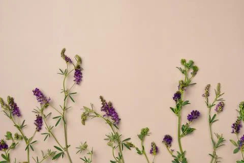 Violet flowers on beige background. Flat lay, top view. Copy space Stock Photos
