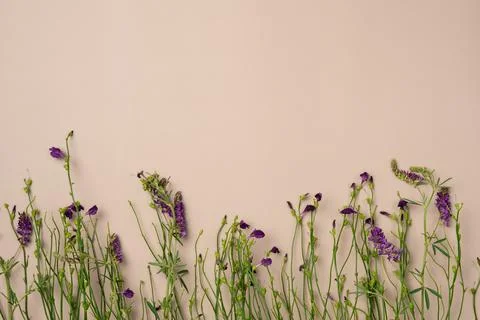 Violet flowers on beige background. Flat lay, top view. Copy space Stock Photos