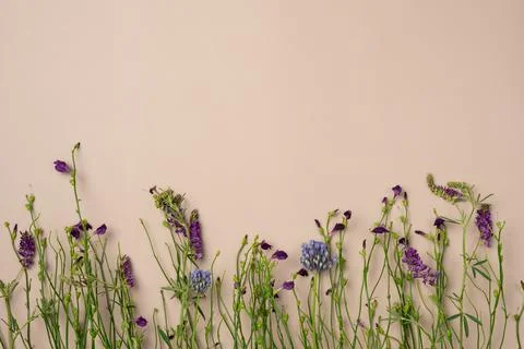 Violet flowers on beige background. Flat lay, top view. Copy space Stock Photos