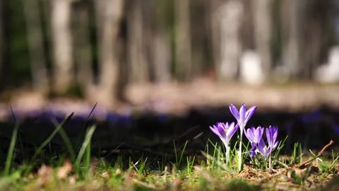 Violet flowers bloom in forest grass, adding color to natural landscape Stock Footage 285251680