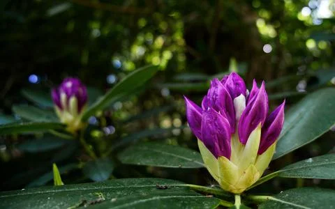 Violet flowers with a blurry background 스톡 사진