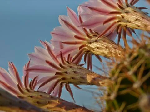 Violet flowers of cactus Stock Photos