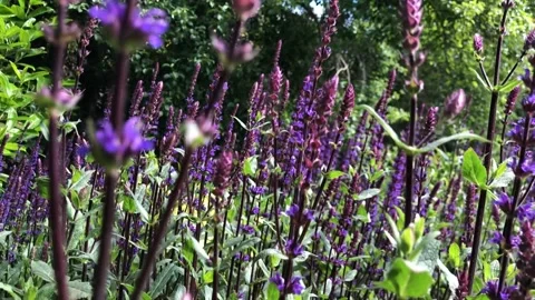Violet flowers close up Stockbeeldmateriaal 166559934
