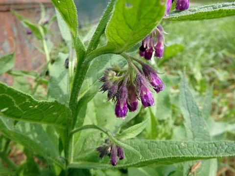 Violet flowers of Common comfrey or true comfrey (Symphytum officinale, slipp Stock Photos
