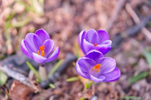 Violet flowers of crocuses waved in the wind at spring time in park Foto stock