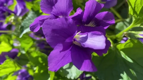 Violet flowers dancing with the wind Stock Footage 237972001