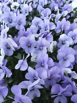 Violet flowers on dark background Stock Photos