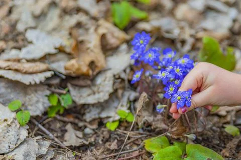 Violet flowers in early spring. Spring creative fine art concept. Stock Photos