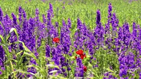 Violet flowers in the field among wheat ears Stock Footage 77354534