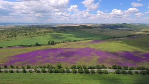 Violet flowers field time lapse Video stock 76652254