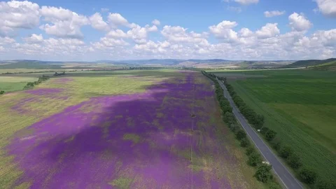 Violet flowers field time lapse Stock Footage 76652612