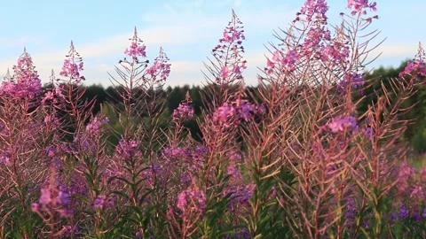 Violet flowers of the fireweed  in a field close up 動画素材 284440883