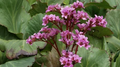 Violet flowers with a fly on it Video stock 75188611
