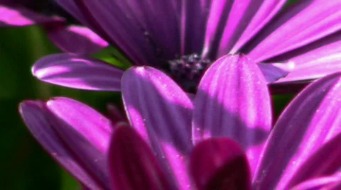 Violet Flowers Stock Footage